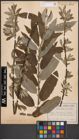 Foto von Salix caprea L. x Salix viminalis L.